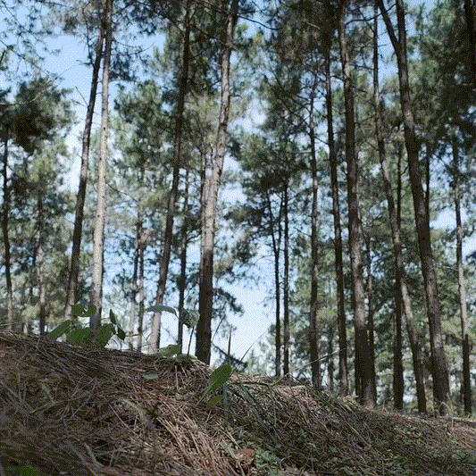 FRPMOTO Sahara 40 Mini Quad|40cc 4-stroke|Max Speed-13mph|Cruising Range-30 Miles Per Tank